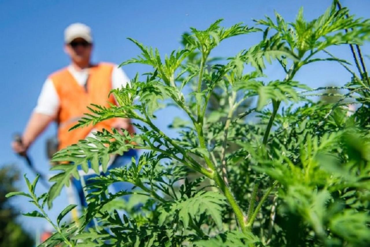 Alergičari na mukama: Ambrozija se širi ovim dijelom BiH, ljekari upozoravaju na bolest 